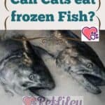 Can-Cats-eat-frozen-Fish-1a