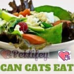 Can Cats eat the Salad?