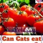 Can-Cats-eat-tomatoes-1a