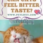 Can Cats feel bitter taste?