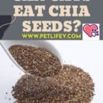Can cats eat Chia Seeds?