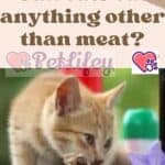 Can cats eat anything other than meat?