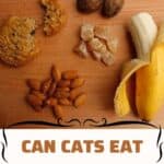Can-cats-eat-carbohydrates-1a