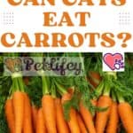 Can-cats-eat-carrots-1a