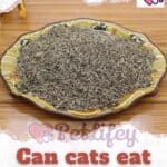 Can cats eat cumin seeds?