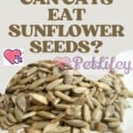 Can cats eat sunflower seeds?