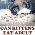 Can-kittens-eat-adult-cat-food-1a