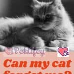 Can-my-cat-forget-me-1a