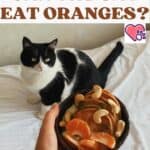 Can the cat eat oranges?