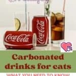 Carbonated drinks for cats: what you need to know and what to do if your cat drinks them
