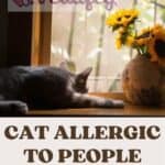 Cat allergic to people: causes, symptoms and treatments