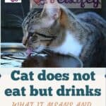Cat-does-not-eat-but-drinks-what-it-means-and-what-are-the-risks-1a