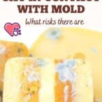 Cat-in-contact-with-mold-what-risks-there-are-1a