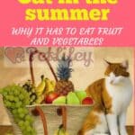Cat in the summer: why it has to eat fruit and vegetables