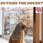 Cat, inside or outside the house?