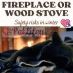 Cat near fireplace or wood stove: safety risks in winter