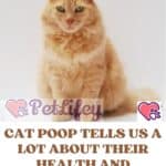 Cat poop tells us a lot about their health and whether to worry
