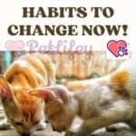 Cats-6-eating-habits-to-change-now-1a