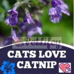 Cats love catnip: here's why and what its effects are