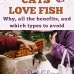 Cats love fish: why, all the benefits, and which types to avoid
