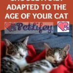 Choose-a-diet-adapted-to-the-age-of-your-cat-1a-1