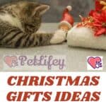Christmas-gifts-ideas-for-cats-1a