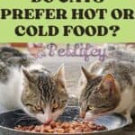 Do cats prefer hot or cold food?
