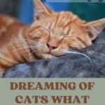 Dreaming-of-Cats-What-does-it-mean-1a