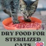 Dry-food-for-sterilized-cats-what-is-important-to-know-1a