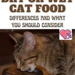 Dry or wet cat food? Differences and what you should consider