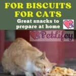 Easy Recipes for Biscuits for Cats: great snacks to prepare at home