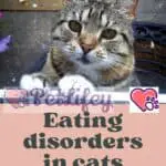 Eating disorders in cats: here are the most common!