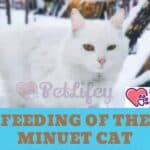 Feeding of the Minuet Cat: quantity, frequency and foods suitable for the feline