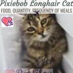 Feeding of the Pixiebob Longhair Cat: food, quantity, frequency of meals