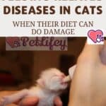 Feeding-related-diseases-in-cats-when-their-diet-can-do-damage-1a