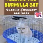 Feeding-the-Burmilla-Cat-quantity-frequency-and-foods-1a