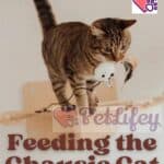 Feeding the Chausie Cat: quantity, frequency of meals and foods