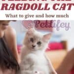 Feeding-the-Ragdoll-Cat-what-to-give-and-how-much-1a-1