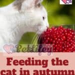 Feeding the cat in autumn: what to change with the first cold