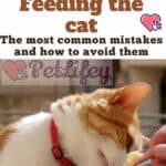 Feeding-the-cat-the-most-common-mistakes-and-how-to-avoid-them-1a