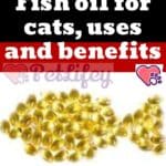 Fish oil for cats, uses and benefits