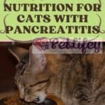 Food-and-Nutrition-for-cats-with-pancreatitis-1a-1
