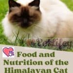 Food and Nutrition of the Himalayan Cat: food, quantity, frequency of meals