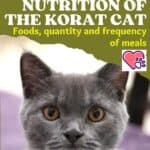 Food-and-Nutrition-of-the-Korat-Cat-foods-quantity-and-frequency-of-meals-1a-1