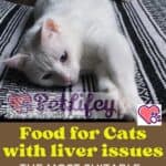 Food-for-Cats-with-liver-issues-the-most-suitable-natural-substances-1a-1