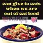 Foods that we can give to cats when we are out of cat food