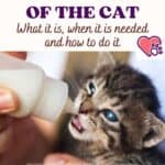 Forced feeding of the cat: what it is, when it is needed and how to do it