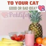 Giving fruit juice to your cat: good or bad idea?