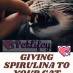 Giving-spirulina-to-your-cat-good-or-bad-idea-1a