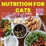 Grain-free nutrition for Cats